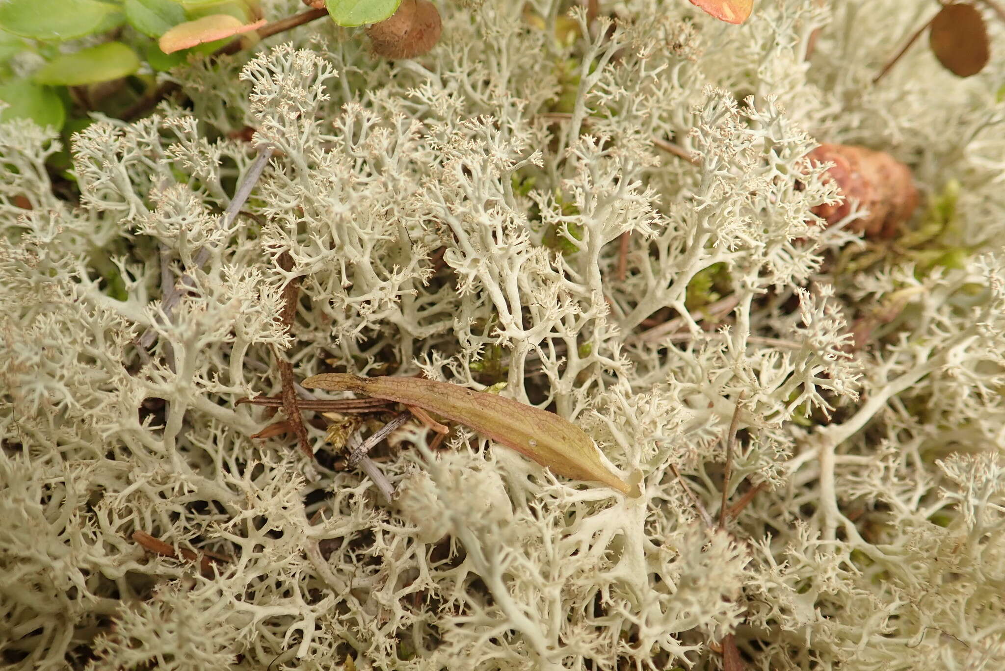 Cladonia arbuscula subsp. mitis (Sandst.) Ruoss resmi