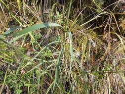 Image de Dianthus balbisii Ser.