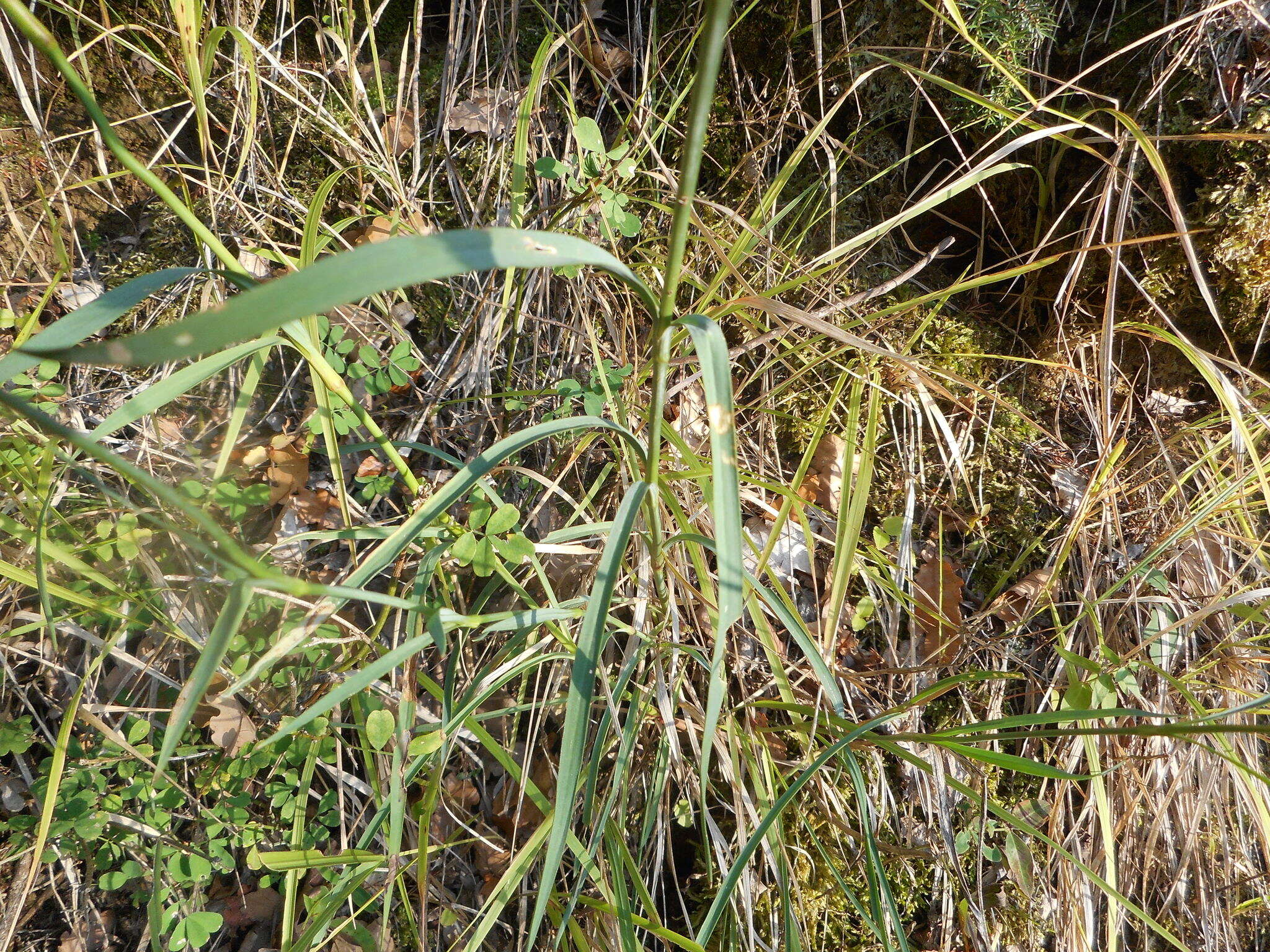 Image de Dianthus balbisii Ser.