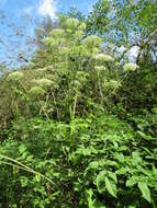 Image of wild angelica