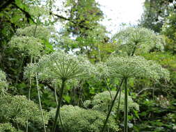 Image of wild angelica