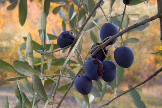 Image of olive tree