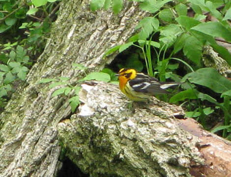 Image of Blackburnian Warbler