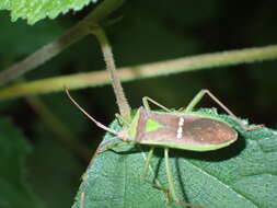 Image of Homoeocerus (Anacanthocoris) walkeri Kirby & W. F. 1892