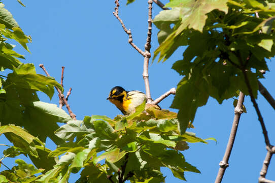 Image of Blackburnian Warbler