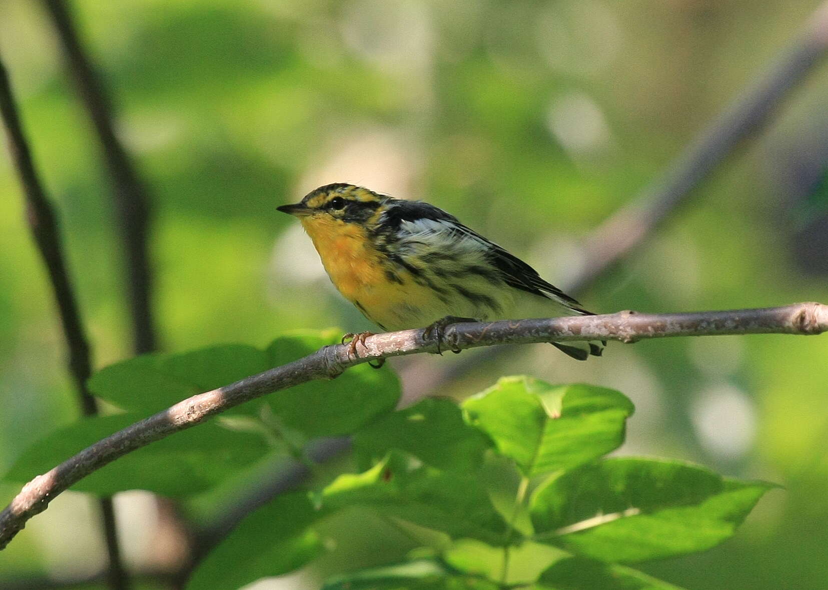 Image of Blackburnian Warbler