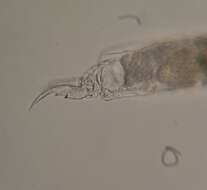 Image of Cephalodella forficula (Ehrenberg 1830)