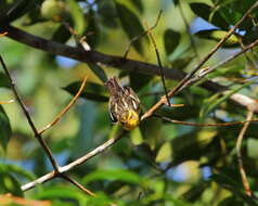 Image of Blackburnian Warbler