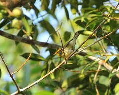 Image of Blackburnian Warbler