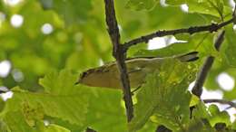 Image of Blackburnian Warbler