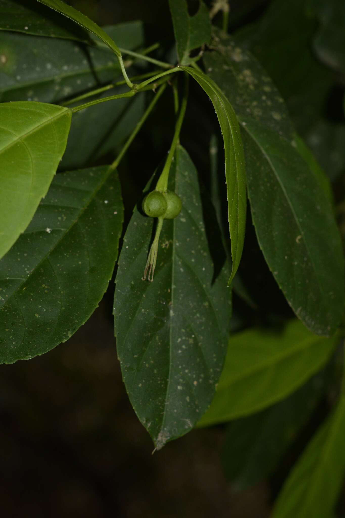 Image of <i>Cleidion spiciflorum</i>