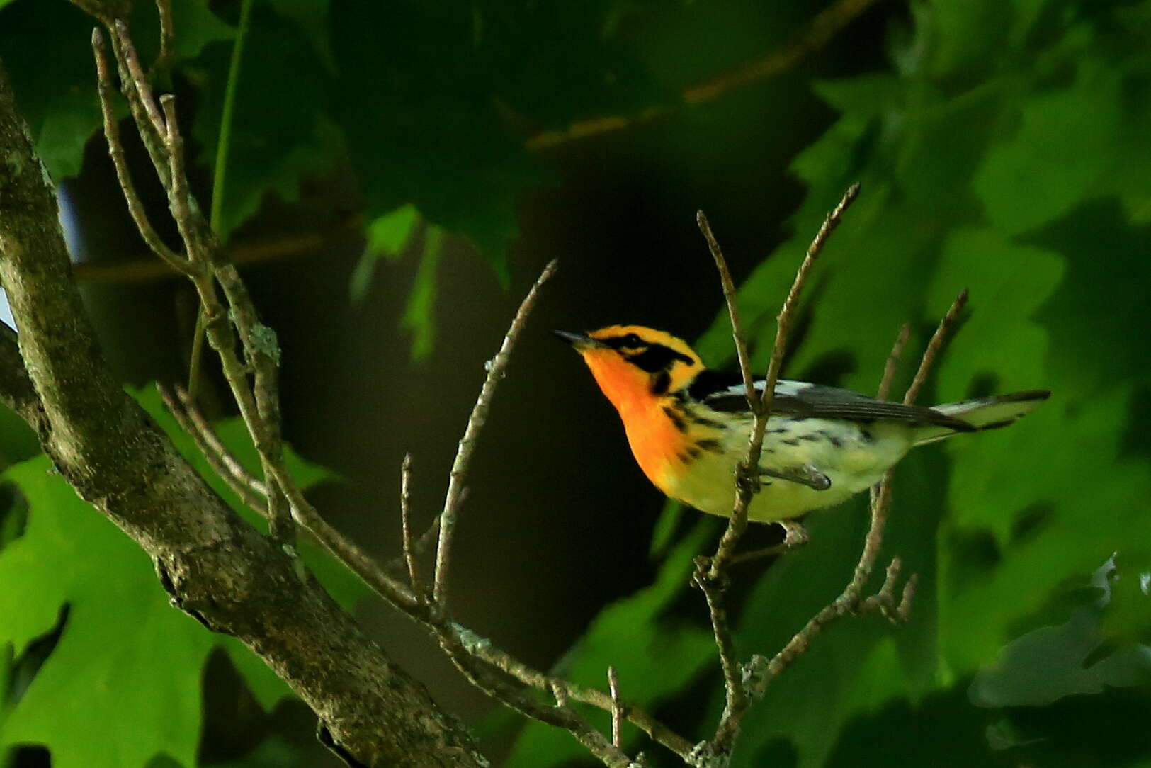 Image of Blackburnian Warbler