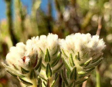 Phylica strigosa var. strigosa resmi