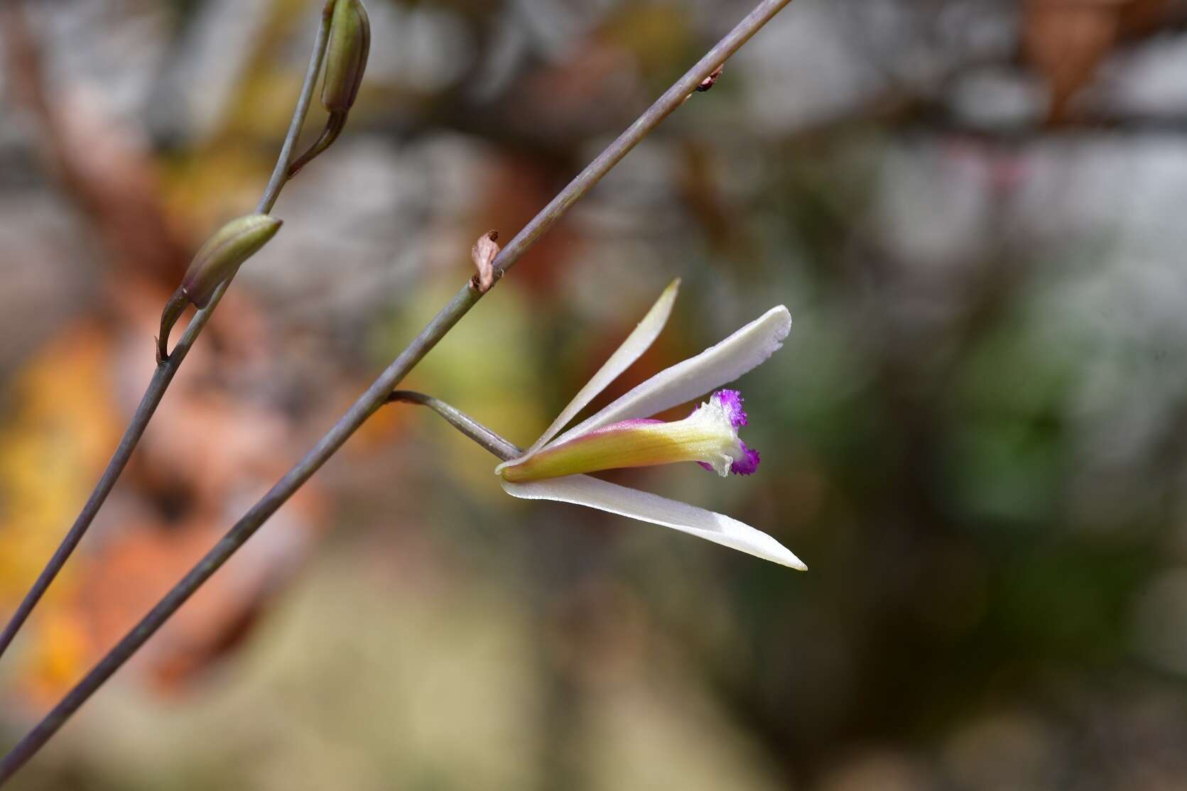 Image of Bletia parkinsonii Hook.