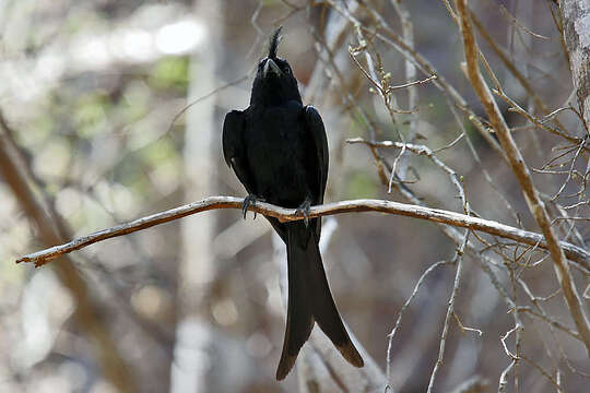 Image of Crested Drongo