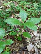 Plancia ëd Melittis melissophyllum subsp. carpatica (Klokov) P. W. Ball