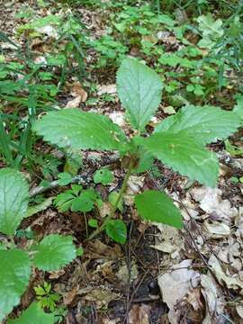 Melittis melissophyllum subsp. carpatica (Klokov) P. W. Ball resmi