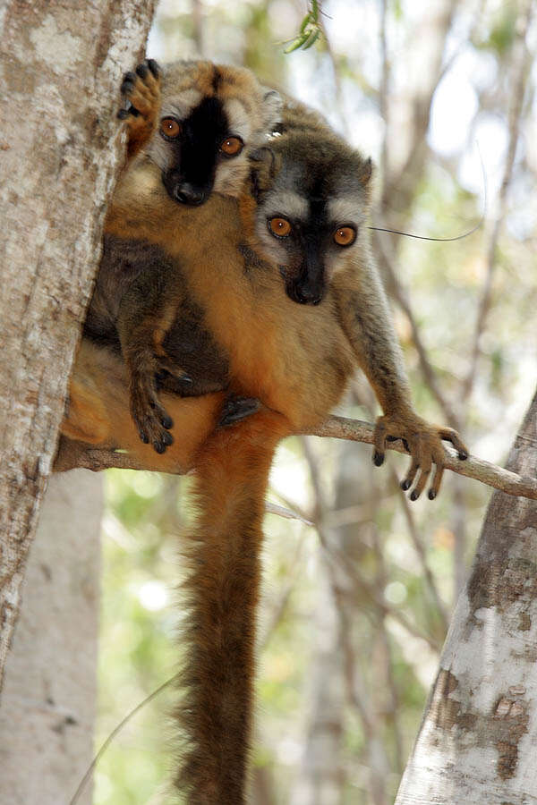 Image of Bennett's Brown Lemur