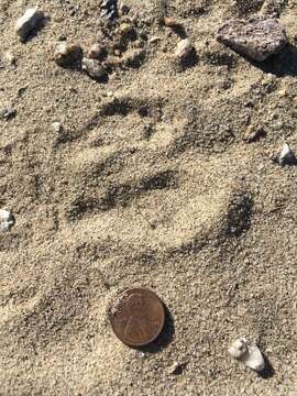 Image of Desert Kangaroo Rat