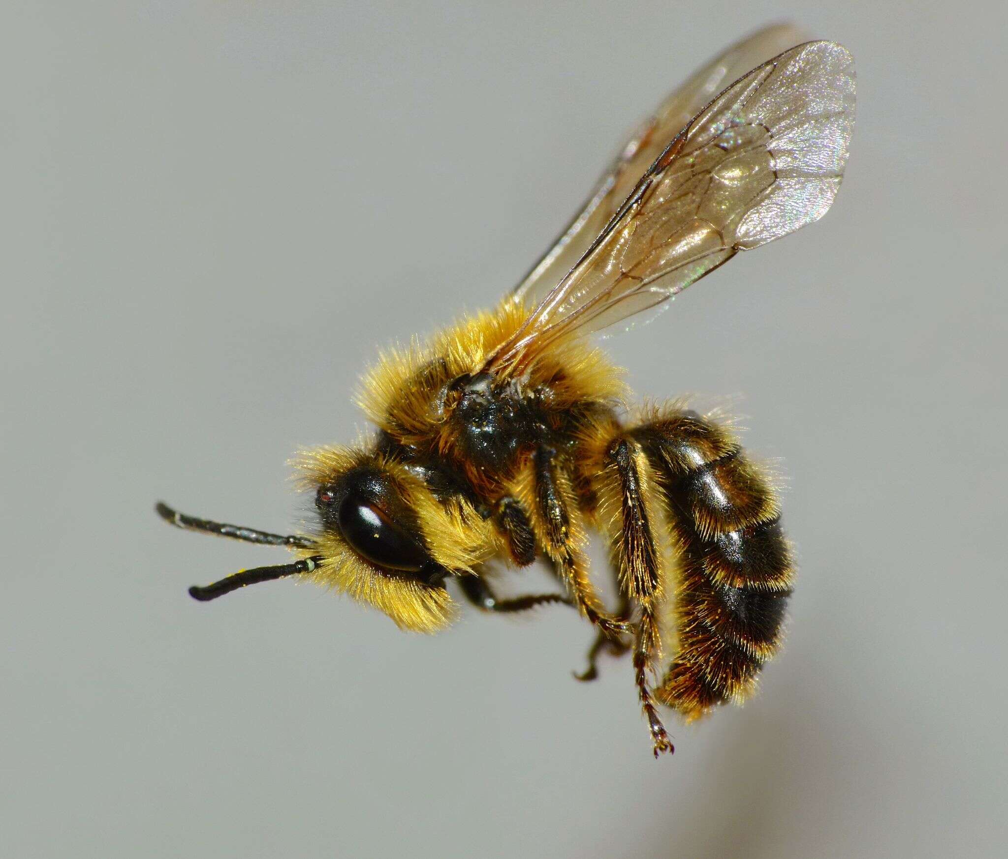 Image of tawny Nesocolletes