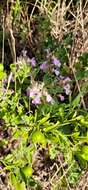 Image de Teucrium chamaedrys subsp. nuchense (K. Koch) Rech. fil.