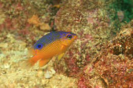 Imagem de Stegastes flavilatus (Gill 1862)