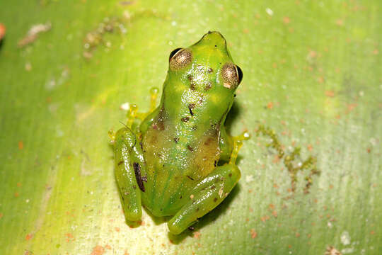 Image of Bright-eyed frog