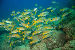 Image of Blue and gold snapper