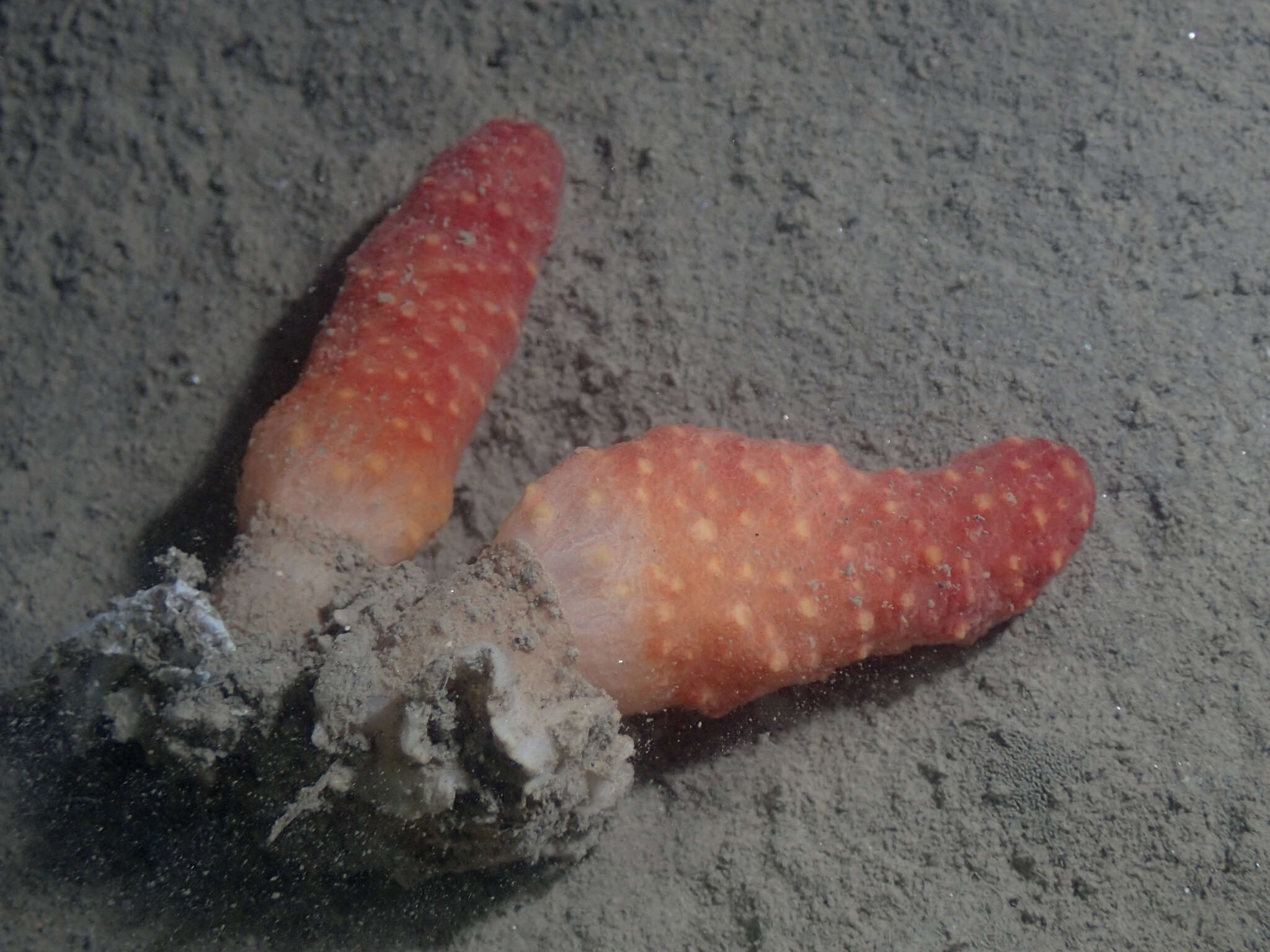 Image of Mediterranean sea-fingers