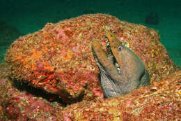 Image of Chestnut moray