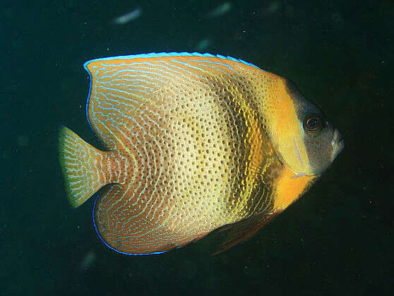 Image of Cortez Angelfish