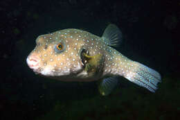 Image of Broadbarred Toadfish