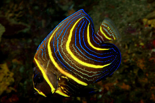 Image of Cortez Angelfish