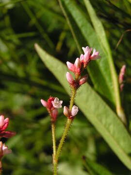 Imagem de Persicaria hystricula (Schuster) Sojak