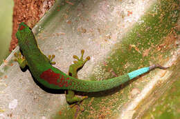 Plancia ëd Phelsuma lineata Gray 1842