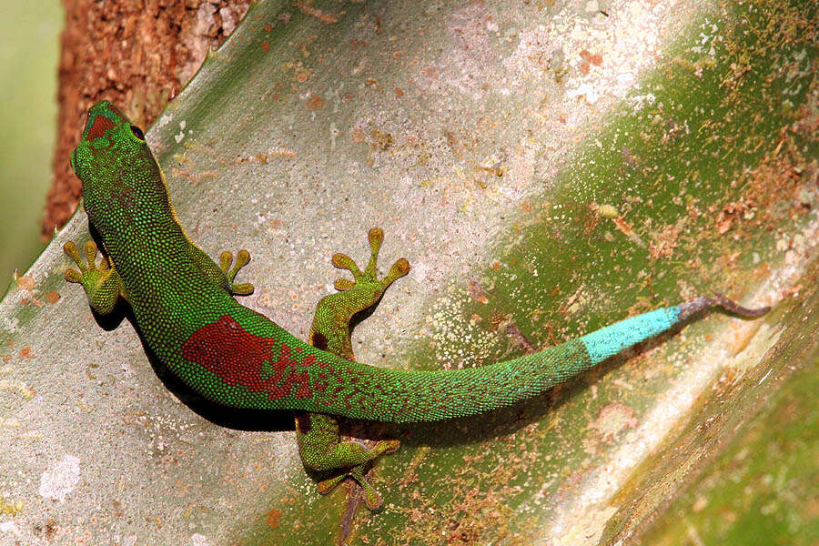 Plancia ëd Phelsuma lineata Gray 1842