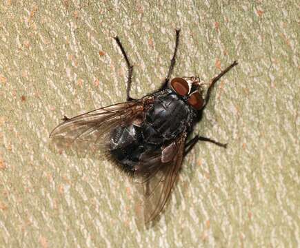 Image of Blue blowfly