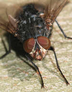 Image of Blue blowfly