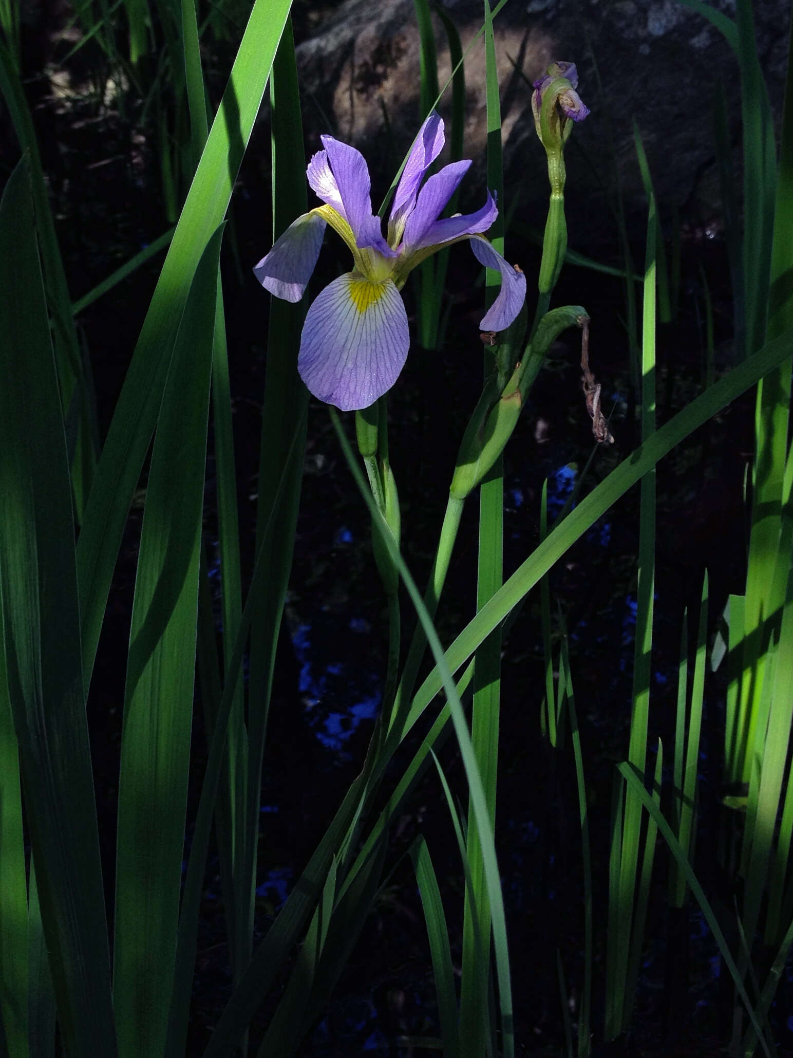 Image of Virginia iris
