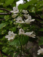 Image of talus slope penstemon