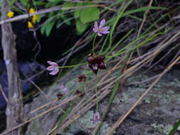 Image of meadow garlic