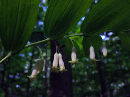 Image de Polygonatum biflorum (Walter) Elliott