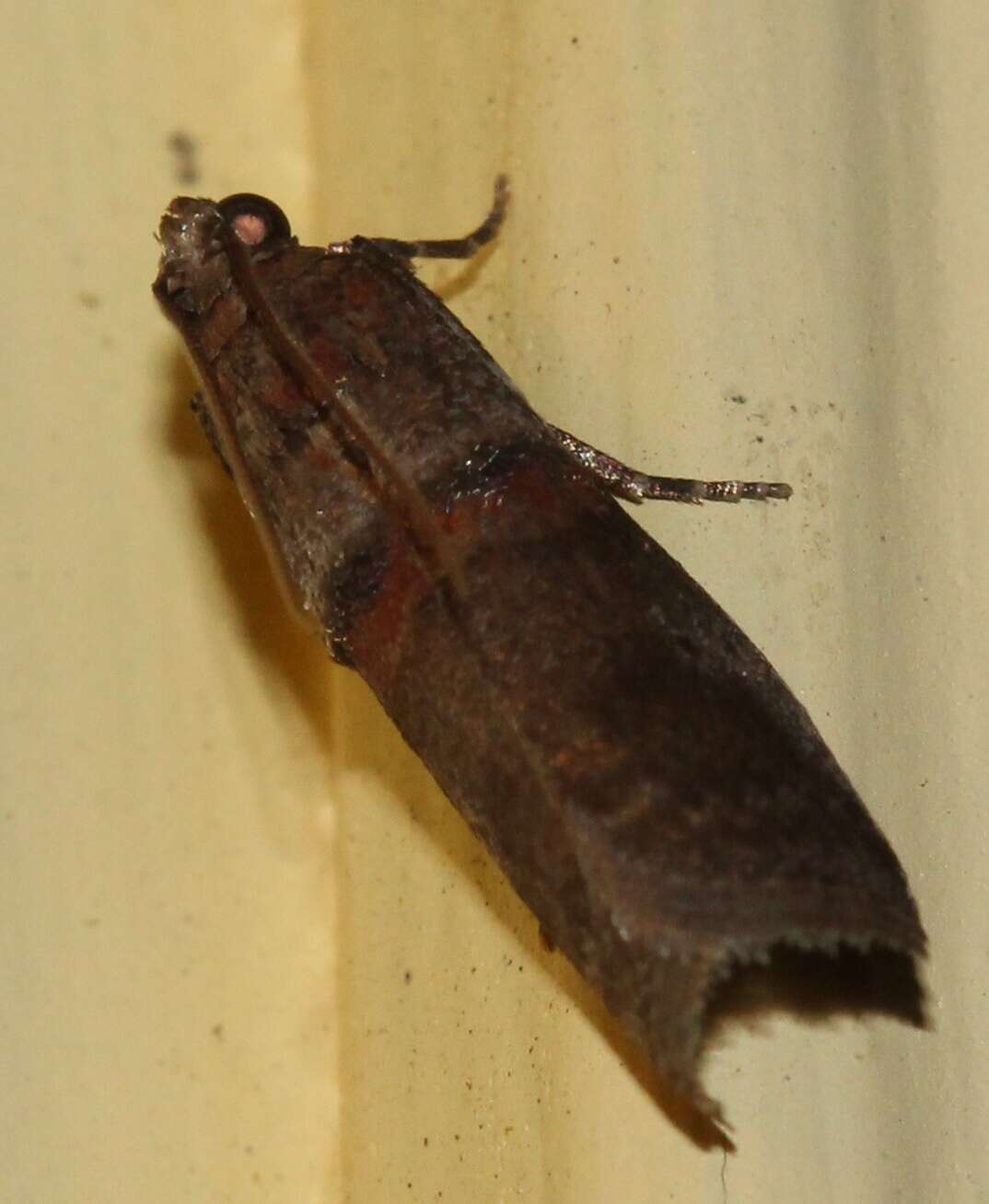 Image of Acrobasis comptoniella Hulst 1890