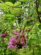 Image of Bristly Locust