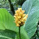 Image de Goeppertia marantifolia (Standl.) Borchs. & S. Suárez