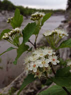 Plancia ëd Physocarpus opulifolius (L.) Maxim.