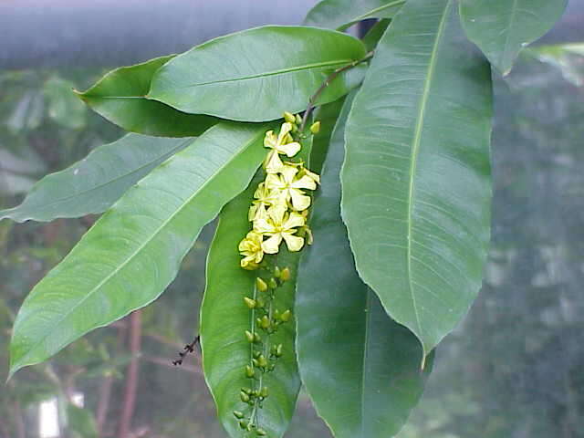 Image of Campylospermum