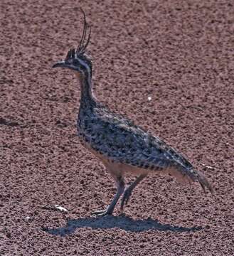 Image of Quebracho Crested Tinamou