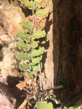 Image of wavy scaly cloakfern