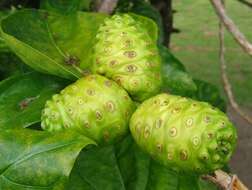 Image of Indian mulberry